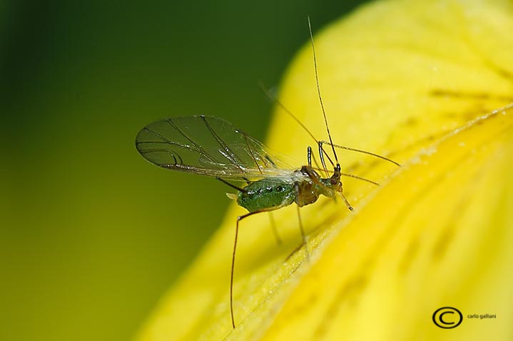 Aphididae: Euceraphis punctipennis ?
